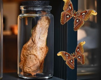 Capullo de polilla Atlas gigante en frasco de vidrio / Attacus Atlas / Decoración de rarezas secas / Regalos macabros / Mariposas y polillas / Gabinete de curiosidades