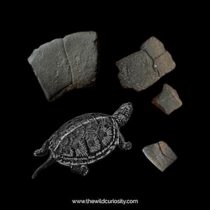 Fossile Emys Schildkrötenpanzer | Ausführliches Muster | Hohe Qualität | Fossilien Sammlung | Urgesteine & Geoden | Geschenkideen