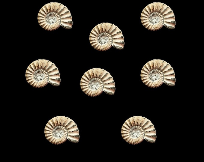 Miniature White Jurassic Fossil Ammonite Charmouth Fossils Fossilised