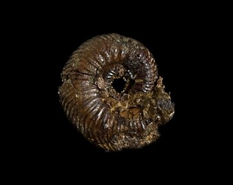 素朴なアンモナイト | 22 mm | A55 | ジュラ紀の化石 | コレクター向け