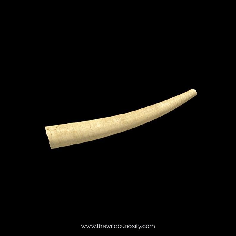 Fossil Tusk Shells Dentalium bartonense Fossilised Tooth Scaphopod Extinct Mollusc 40M YEARS OLD Rocks & Geodes Prehistoric image 2