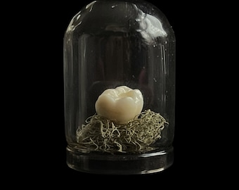 Human Molar Tooth in Miniature Glass Dome | Faux Teeth | Macabre Gifts | Gothic Decor | Memento Mori