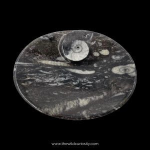 May include: Oval fossil stone featuring a spiral ammonite fossil. The stone is predominantly black and grey with white fossil inclusions. The surface has a polished finish. The website address www.thewildcuriosity.com is at the bottom.