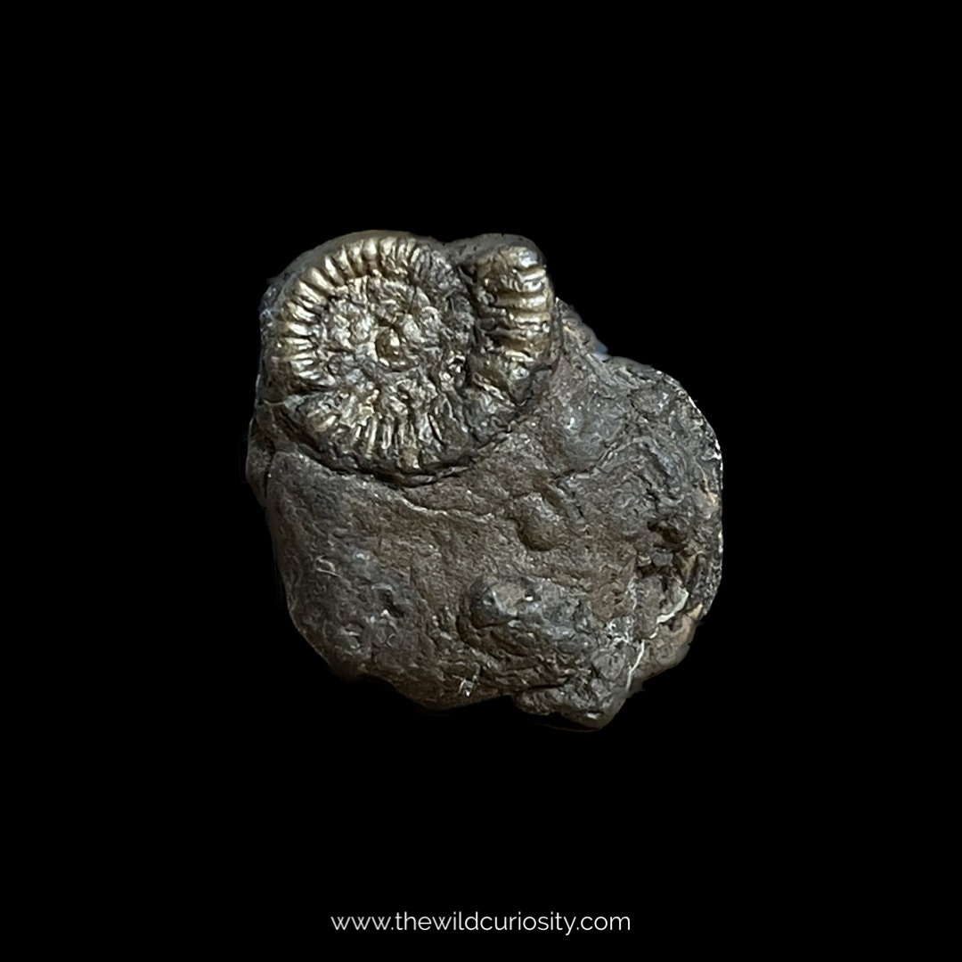 化石殻マトリックス付き黄鉄鉱化アンモナイト | 26 mm | A66