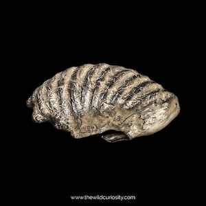 Partial Greensand Ammonite | Beautifully Detailed | 82mm | RARE Fossil Ammonites | 100M YEARS OLD | British Fossils | Prehistoric Gifts