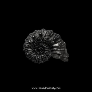 Amonitas con púas negras en miniatura / kosmoceras spinosum / Fósil RARO / Gótico / Suministros para artes y manualidades / Herramientas para hacer joyas