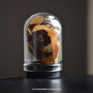 May include: A small glass cloche with a silver base, containing several brown and black seed pods. The clear glass dome showcases the natural shapes and colors of the pods. The base is black, and the background is a dark gray.