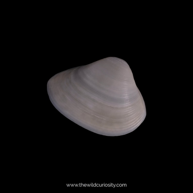 Clam Shells (halves) | Decorative Sea Shells | A Grade | Gastropod ...