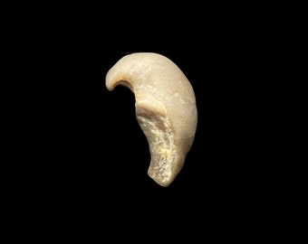 Fossil Shell | Fossilised Gastropod | Mollusk | Jurassic Rocks & Geodes | Prehistoric Fossil Collection | Dinosaurs