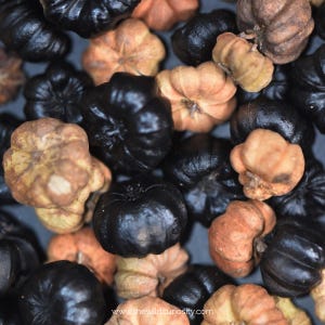 May include: Close-up of a collection of small, round, dried gourds. Some are black and some are brown.