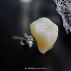 Human Molar Tooth Earrings | Studs | Memento Mori | Macabre | Gothic Handmade Jewellery | Vintage Dentist | Accessories | Gift Ideas