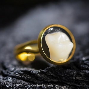Human Tooth Ring | Statement Jewellery | Gothic Handmade Rings | Faux Denture Teeth | Vintage Dentist | Memento Mori | Macabre Gift Ideas