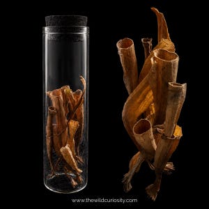 Dried Pitcher Plants in Glass Curio Vial | Carnivorous Pitfall Traps | Botany Study | Natural History | Dark Academia | Cottagecore Gifts