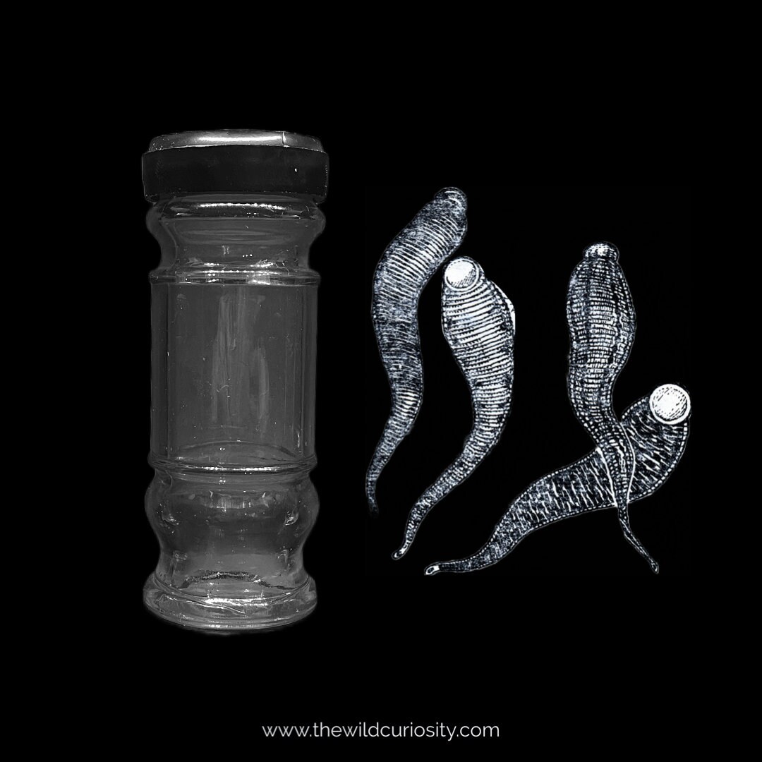 Vintage Wet Specimen Jar Leeches Glass Curio Taxidermy Etsy