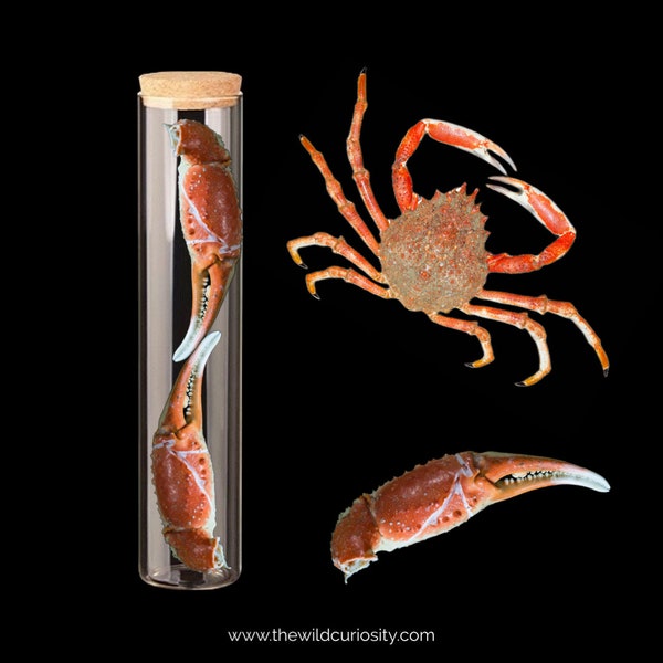 Pinces de crabe araignée dans un bocal en verre | Coquillages | Fournitures d'art et d'artisanat | Artisanat pour enfants