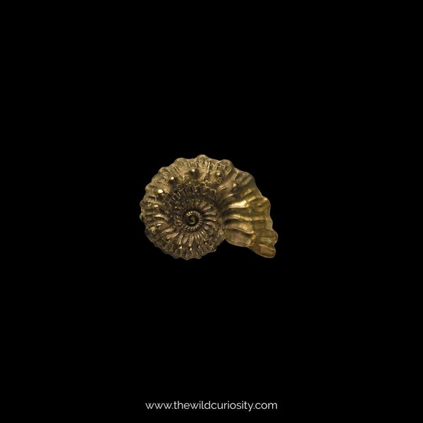 Miniature Pyritised Ammonites | Spiked | kosmoceras spinosum | RARE Pyrite Fossil | Fool's Gold | Arts & Crafts Supplies | Jewellery Making