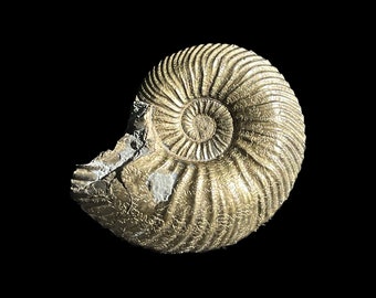 il_340x270.5068779788_ajvv.jpg