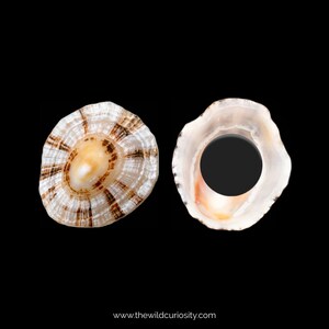 Seashell Fridge Magnet | Limpet Shell | Unique Gifts | Fun Gift Ideas | Magnetic | Ocean Home Decor