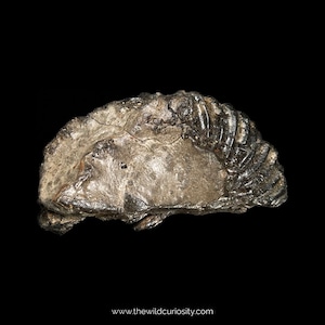 Partial Greensand Ammonite | 84mm | RARE Fossil Ammonites | 100M YEARS OLD | British Fossils | Prehistoric Gifts