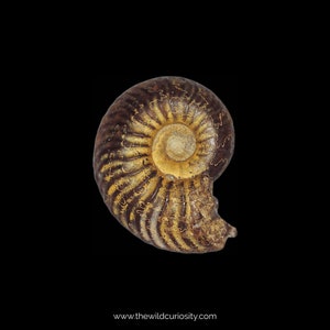 May include: A fossilised ammonite shell with a brown and yellow colour pattern. The shell is coiled in a spiral shape with a central opening.