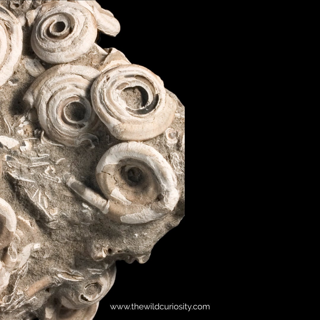 Jurassic Worm Tube Fossil | Cycloserpula Intestinalis