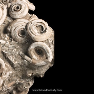 May include: Close-up of a fossilized rock with multiple spiral-shaped shells embedded in the surface. The shells are a light beige color and have a rough texture.
