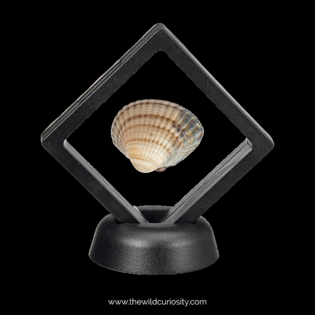 Large Whole Cockle Shell in Floating Frame Display | 3D Frame ...