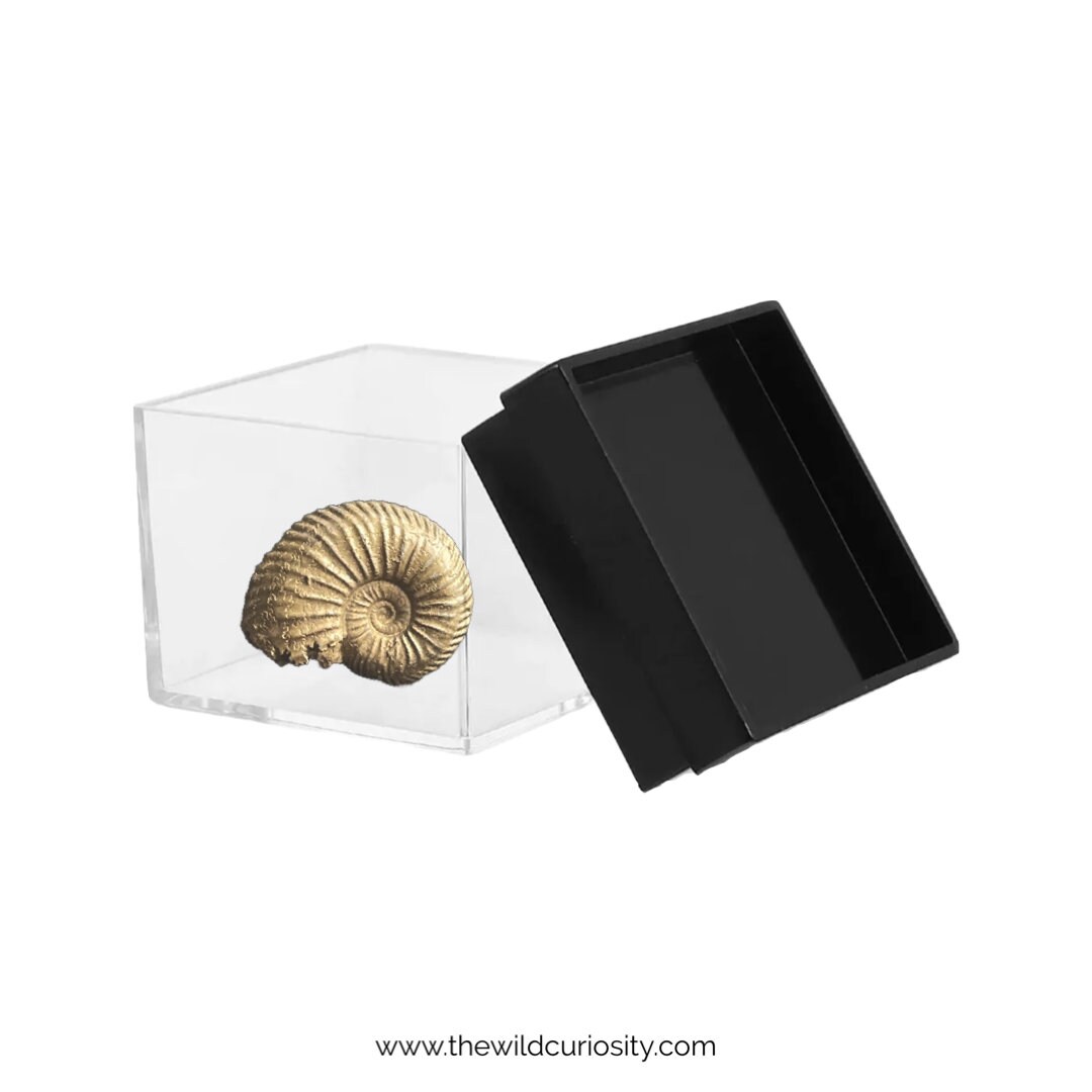 黄鉄鉱アンモナイト | 24 mm | A21 | 愚者の黄金 | ジュラ紀の化石