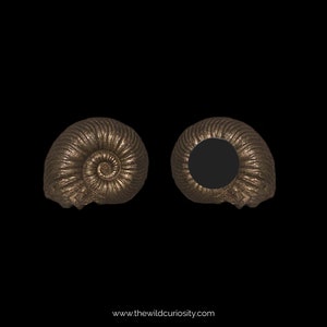 Fossil Fridge Magnet | Shiny Pyritised Ammonite | Unique Gifts | Fun Gift Ideas | Magnetic Home Decor