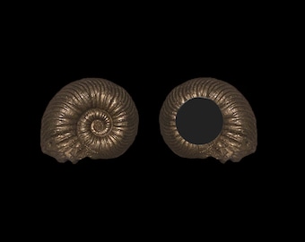 Fossil Kühlschrankmagnet | Glänzender Pyritised Ammonit | Einzigartige Geschenke | Lustige Geschenkideen | Magnetische Wohnkultur