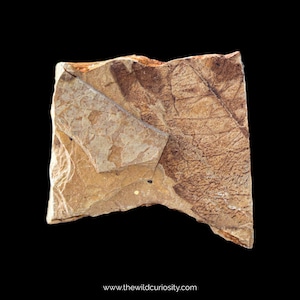 May include: A fossilised rock fragment with a layered appearance. The rock has a tan and brown colour palette, with visible textures and patterns. The image is set against a black background. The website address www.thewildcuriosity.com is at the bottom.