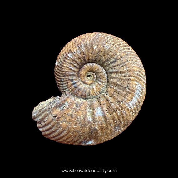 Quenstedtoceras lamberti アンモナイト | 29 mm | A78 | ジュラ紀の