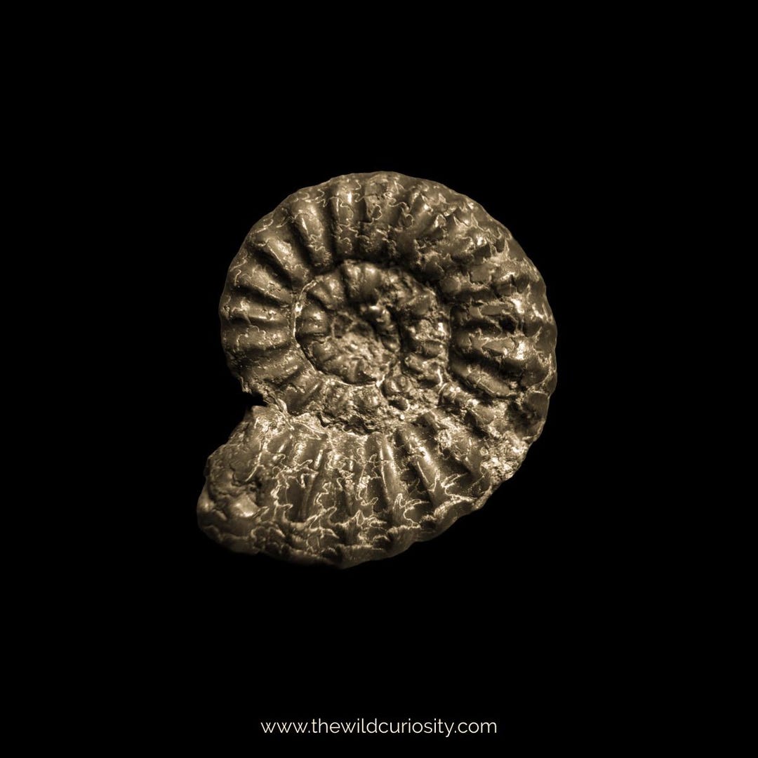 黄鉄鉱化アンモナイト | 18 mm | A25 | ジュラ紀の化石 | コレクター