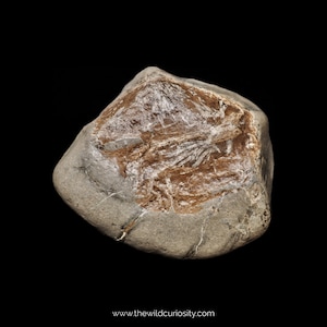 May include: A close-up of a grey rock with a brown, white and grey fossilised pattern inside.