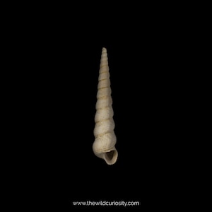 6pcs Fossil Cone Shell | Turritella sulcifera | Fossilised Spiral Gastropod | Prehistoric Unicorn Mollusk | 40 MILLION YEARS OLD