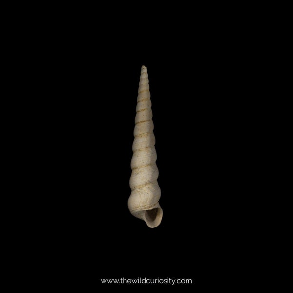 6pcs Fossil Cone Shell | Turritella sulcifera | Fossilised Spiral Gastropod | Prehistoric Unicorn Mollusk | 40 MILLION YEARS OLD
