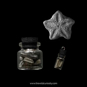 Fossil Sea Lilly Stems in Miniature Glass Jar | Select Size | Crinoid Fossil Stars | Fairy Coins | Sea Star Fossilised Relics | Curiosities