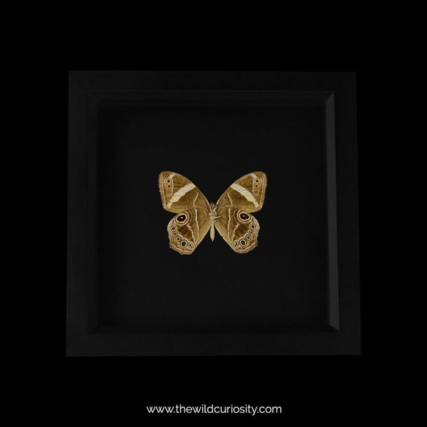 Framed Butterfly with Eyespots | Wall Decor | Art | Taxidermy Butterflies | Insects | Hanging Decor | Entomology | Curiosities | Gift Ideas