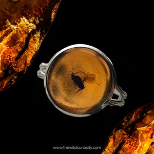 May include: A silver ring featuring a round amber stone with a preserved insect. The amber is a deep orange colour and the insect is black.