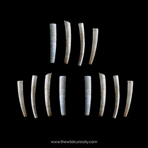 Fossil Tusk Shells Dentalium bartonense Fossilised Tooth Scaphopod Extinct Mollusc 40M YEARS OLD Rocks & Geodes Prehistoric image 3