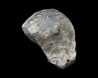 Large Fossil Shell | Fossil Collection | Prehistoric Fossilised | Cabinet of Curiosities | Dinosaurs