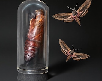 Privet Hawkmoth Dried Pupa in Miniature Glass Dome | Sphinx ligustri | Oddity Decor | Macabre Gifts | Butterflies & Moths | Curio Cabinet