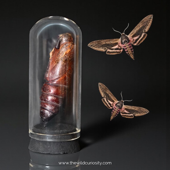 A real Sphinx ligustri hawk moth pupa suspended inside a tiny glass dome — the kind of cabinet-of-curiosities object that stops visitors mid-sentence.