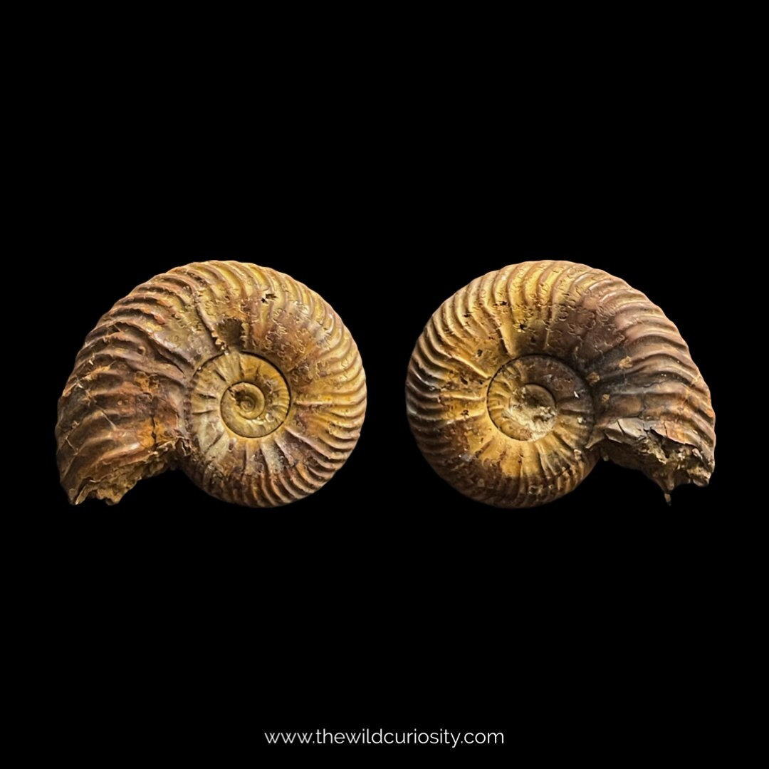 ツートンアンモナイト | 28 mm | A46 | ジュラ紀の化石 | コレクター