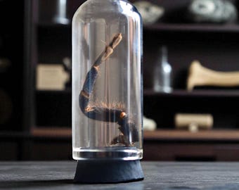 Pata de tarántula iridiscente en una cúpula de cristal en miniatura / Rareza / Regalos macabros / Decoración gótica / Memento Mori / Gabinete de curiosidades