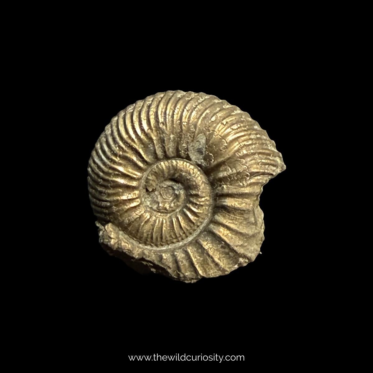黄鉄鉱化アンモナイト | 20 mm | A7 | ジュラ紀の化石 | コレクター