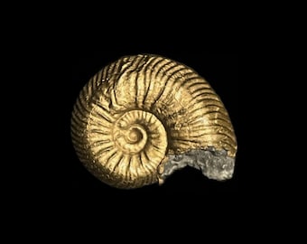 Pyritised Ammonite | 20mm | A81 | Jurassic Coast Fossil | Fool’s Gold | Collectors Specimen | Display Box Available