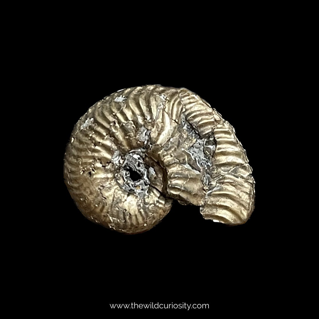 部分的に損傷した黄鉄鉱化アンモナイト | 27 mm | A68 | ジュラ紀の