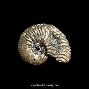 May include: A fossilized ammonite, a type of extinct marine mollusk, with a golden pyrite finish. The ammonite is curled in a spiral shape with intricate details.