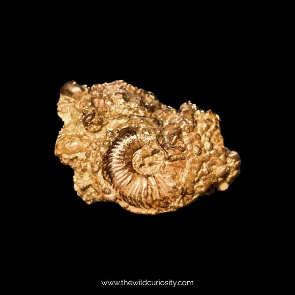 Ammonite Fossil with Spiral Cone Gastropods in Matrix | 30mm | A72 | Jurassic Fossils | Collectors Specimen